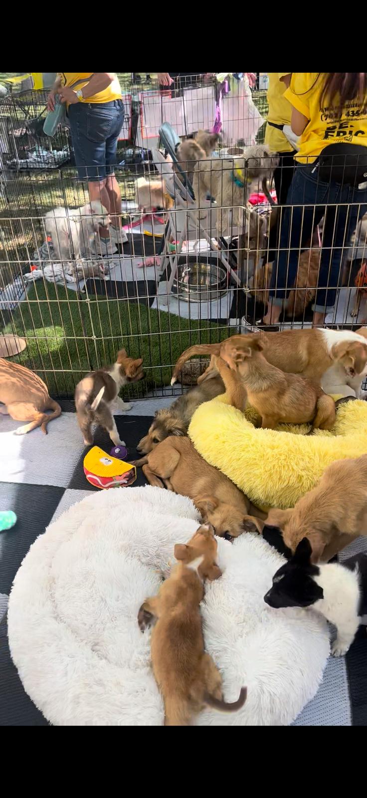 Puppies in beds inside a pen at an outdoor animal adoption stall
